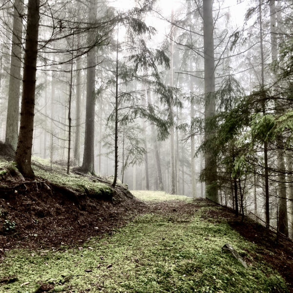 Wald bei Harterleiten, Kefermarkt. Foto: Stefan Hochhold