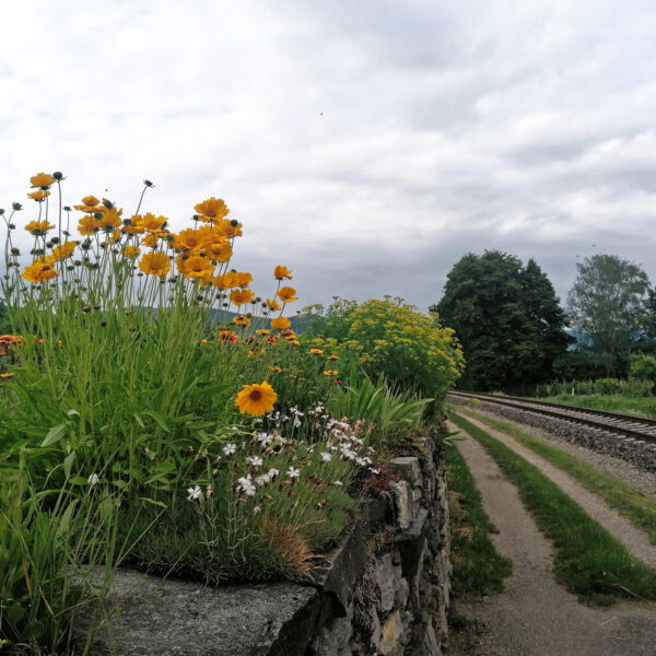 Abenimpression: Zug und Blumen. Foto: Sarah Pallauf